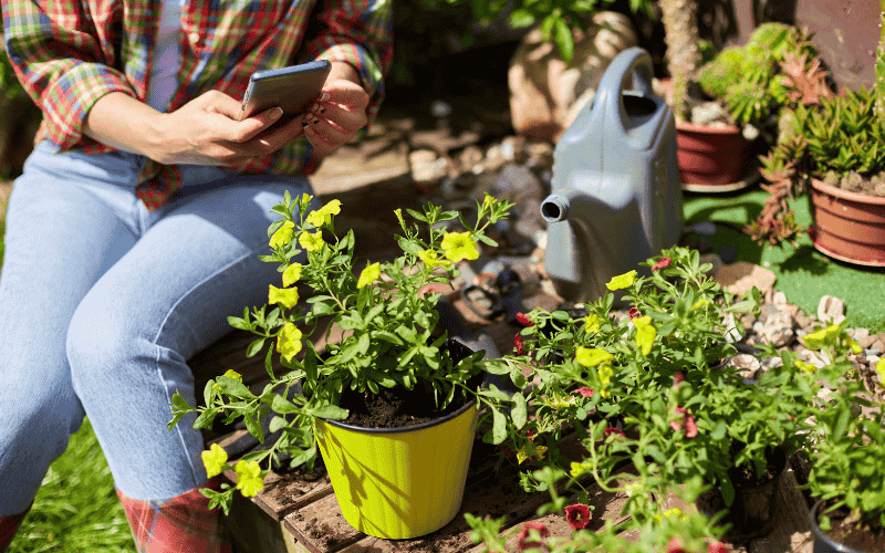 Aprenda como usar aplicativos para identificar plantas